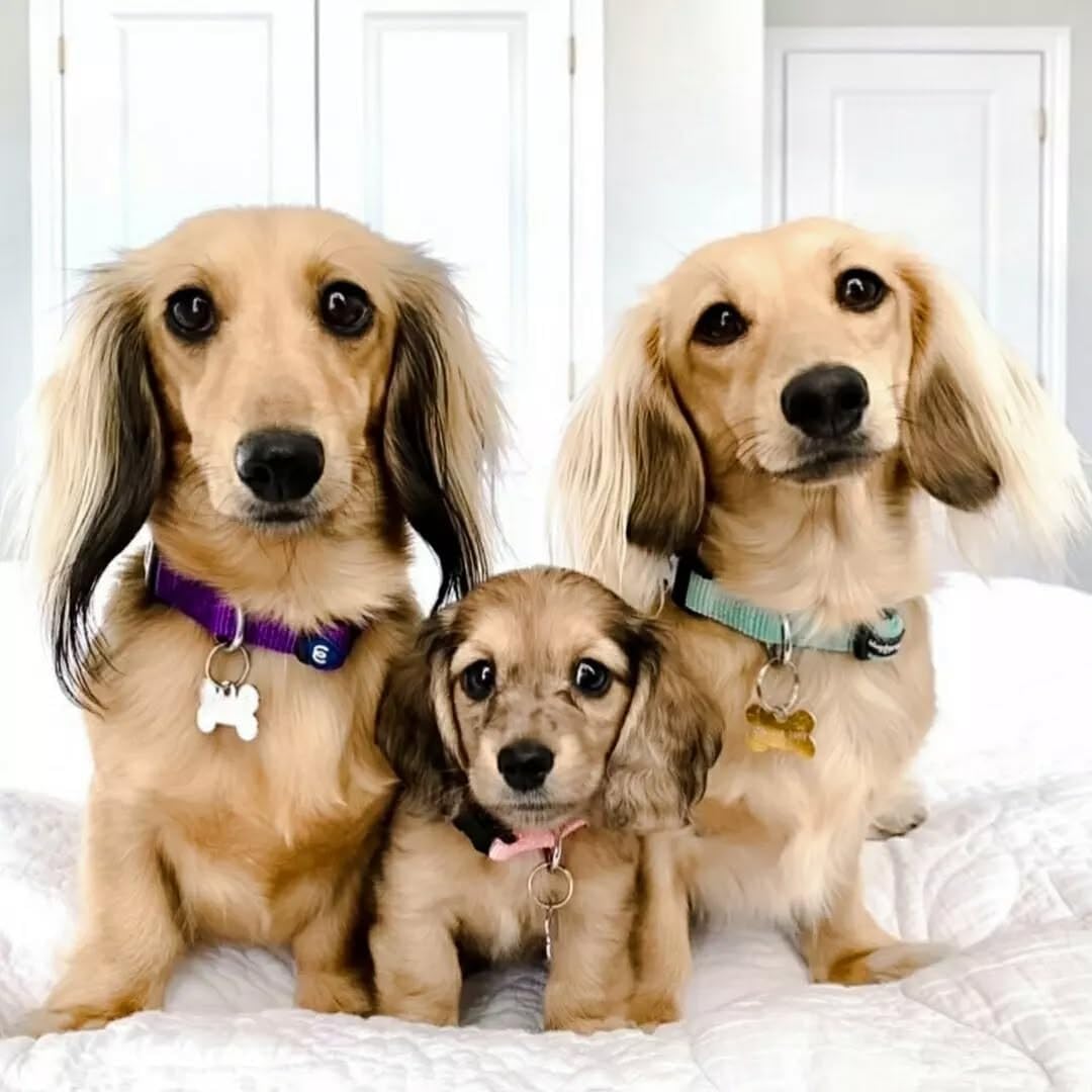 Blueberry Pet Essentials Dog Collar | Adjustable Girl Dog Collars for Medium Dogs | Pastel Green Puppy Collar | Classic Nylon Dog Collars for Small Dogs | Pet Accessories