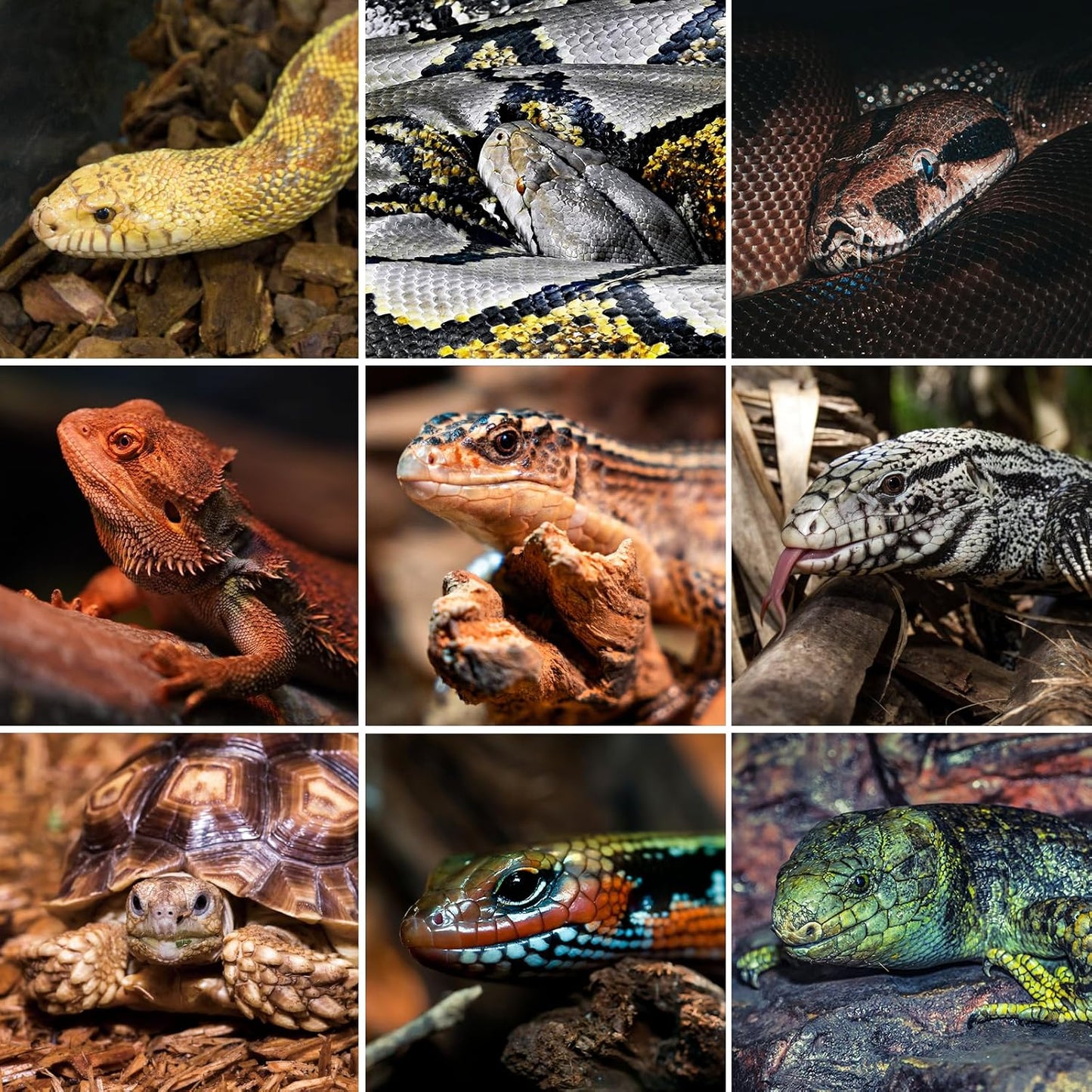 REPTI ZOO 68 Gallon PVC Reptile Terrariums, 48x18x18 Reptile Tanks Enclosure for Bearded Dragon Ball Python Snake Gecko, PVC Reptile Lounge Habitat with Glass Sliding Door & Top Screen Ventilation