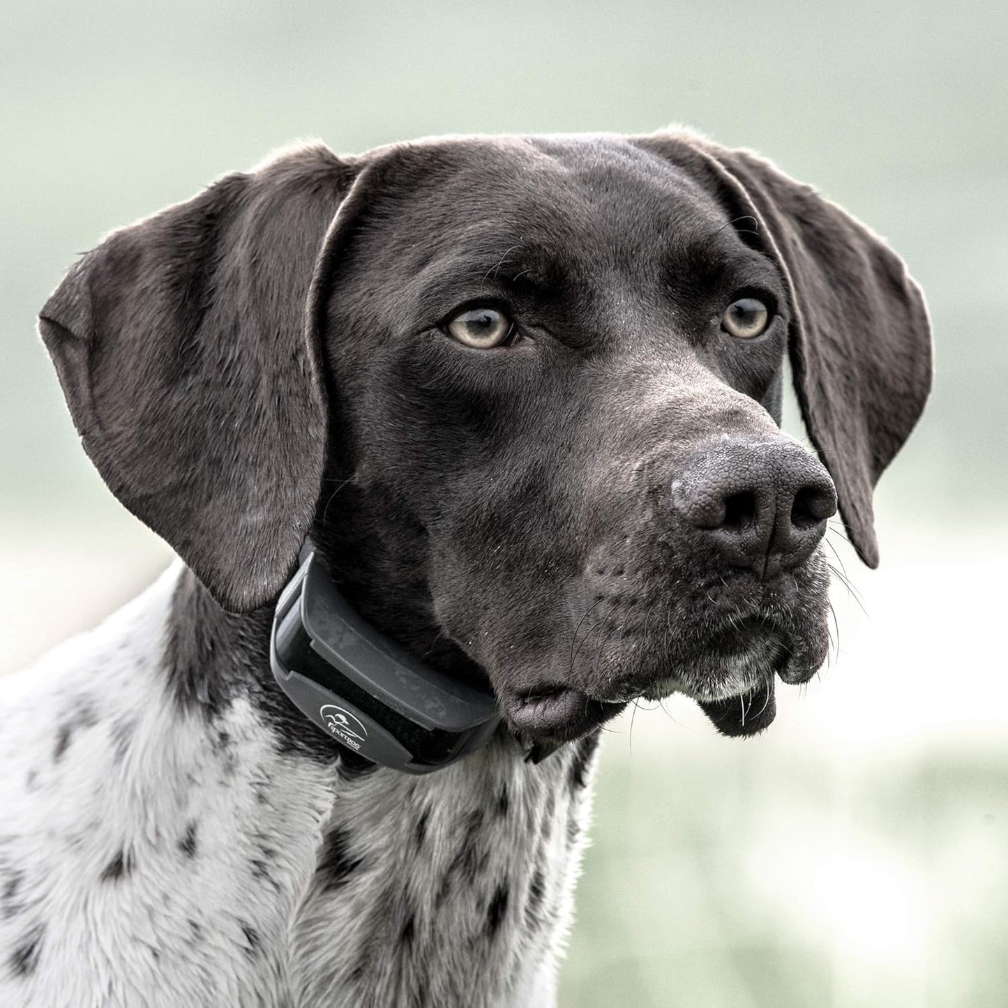 SportDOG Brand SportHunter 825X Remote Trainer - Static Collar - 1/2 Mile Range - Rechargeable Dog Training Collar with Static, Vibrate, and Tone - SD-825X