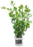 SubstrateSource Live Aquarium Stem Plants - Freshwater Aquatic Plant for Fish Tanks, Aquascaping - (Rotala Ceylon, 1 Bunch)
