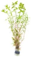 SubstrateSource Live Aquarium Stem Plants - Freshwater Aquatic Plant for Fish Tanks, Aquascaping - (Rotala Ceylon, 1 Bunch)