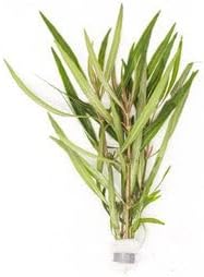 SubstrateSource Live Aquarium Stem Plants - Freshwater Aquatic Plant for Fish Tanks, Aquascaping - (Ludwigia Repens, 1 Bunch)
