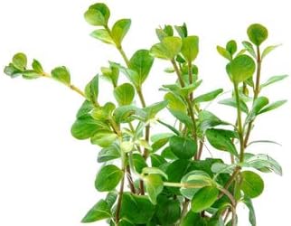 SubstrateSource Live Aquarium Stem Plants - Freshwater Aquatic Plant for Fish Tanks, Aquascaping - (Rotala Ceylon, 1 Bunch)