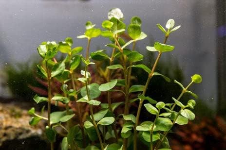 SubstrateSource Live Aquarium Stem Plants - Freshwater Aquatic Plant for Fish Tanks, Aquascaping - (Rotala Ceylon, 1 Bunch)