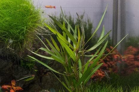 SubstrateSource Live Aquarium Stem Plants - Freshwater Aquatic Plant for Fish Tanks, Aquascaping - (Ludwigia Repens, 1 Bunch)