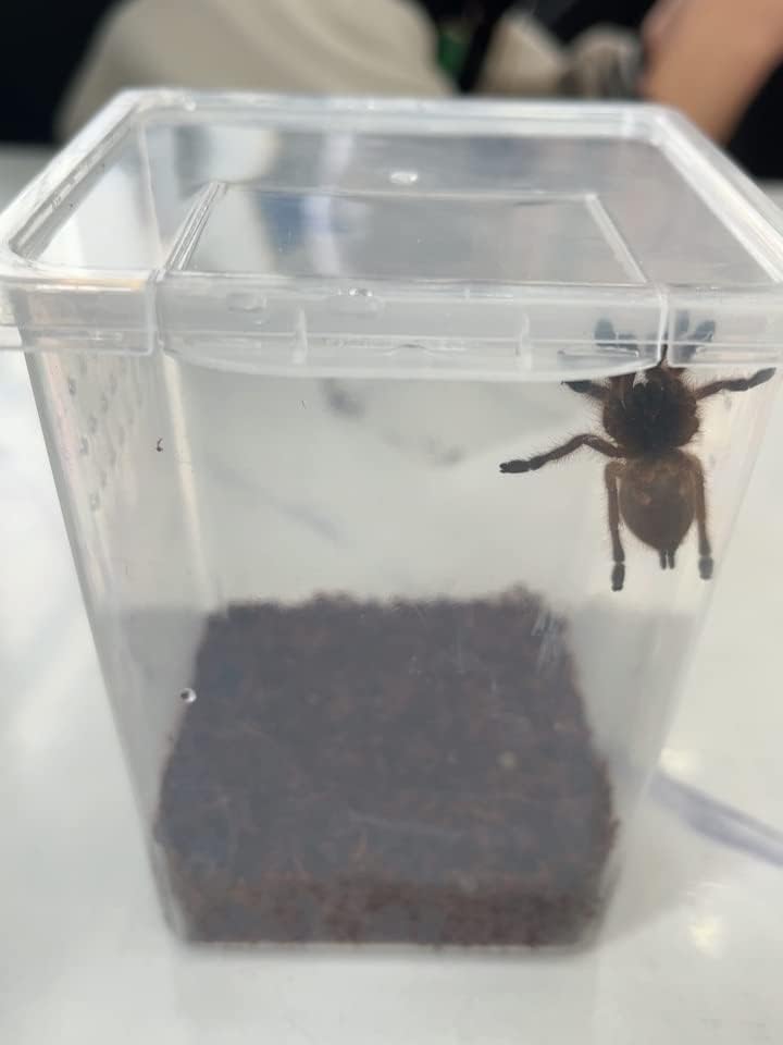 Small Reptile breeding Box Spider Terrarium freeding Box for arboreal Tarantula Scorpion Sling Lizards Mantis Jumping Spider Snail Insect Isopods Terrariums Breeding Box (4high+4small)