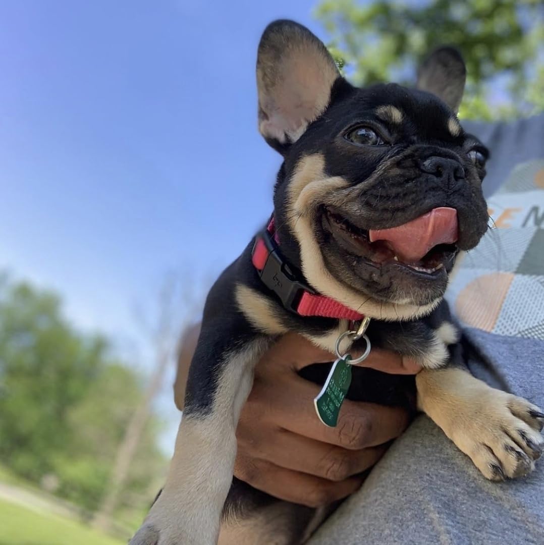 Blueberry Pet X-Small Dog Collar | Dog Collars for Small Dogs | Hot Pink Durable Quick Release Collar | Eco-Friendly French Pink Collar for Female Puppies | Safe Nylon Pet Collar