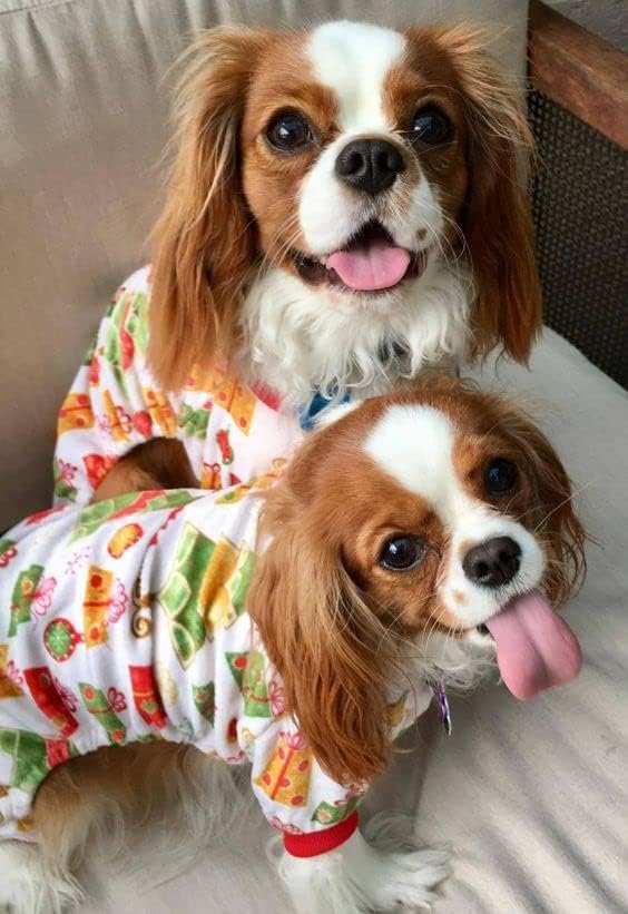 CuteBone Small Dogs Christmas Outfit Soft Puppy Onesies Pjs Dog Pajamas Pet Coat Cat Apparel Comfy Doggie Jumpsuit Bodysuit for All Seasons P17L