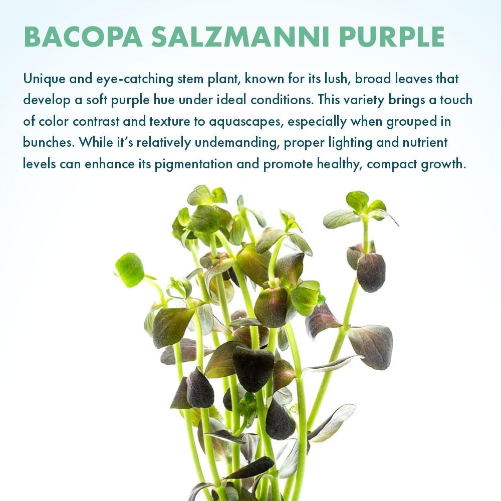 SubstrateSource Live Plant - Purple Bacopa (Bacopa salzmannii) - Moderate Care, Moderate to High Light, Purple and Violet Accent, Freshwater Aquatic Plant for Aquascaping - Lead Bunch