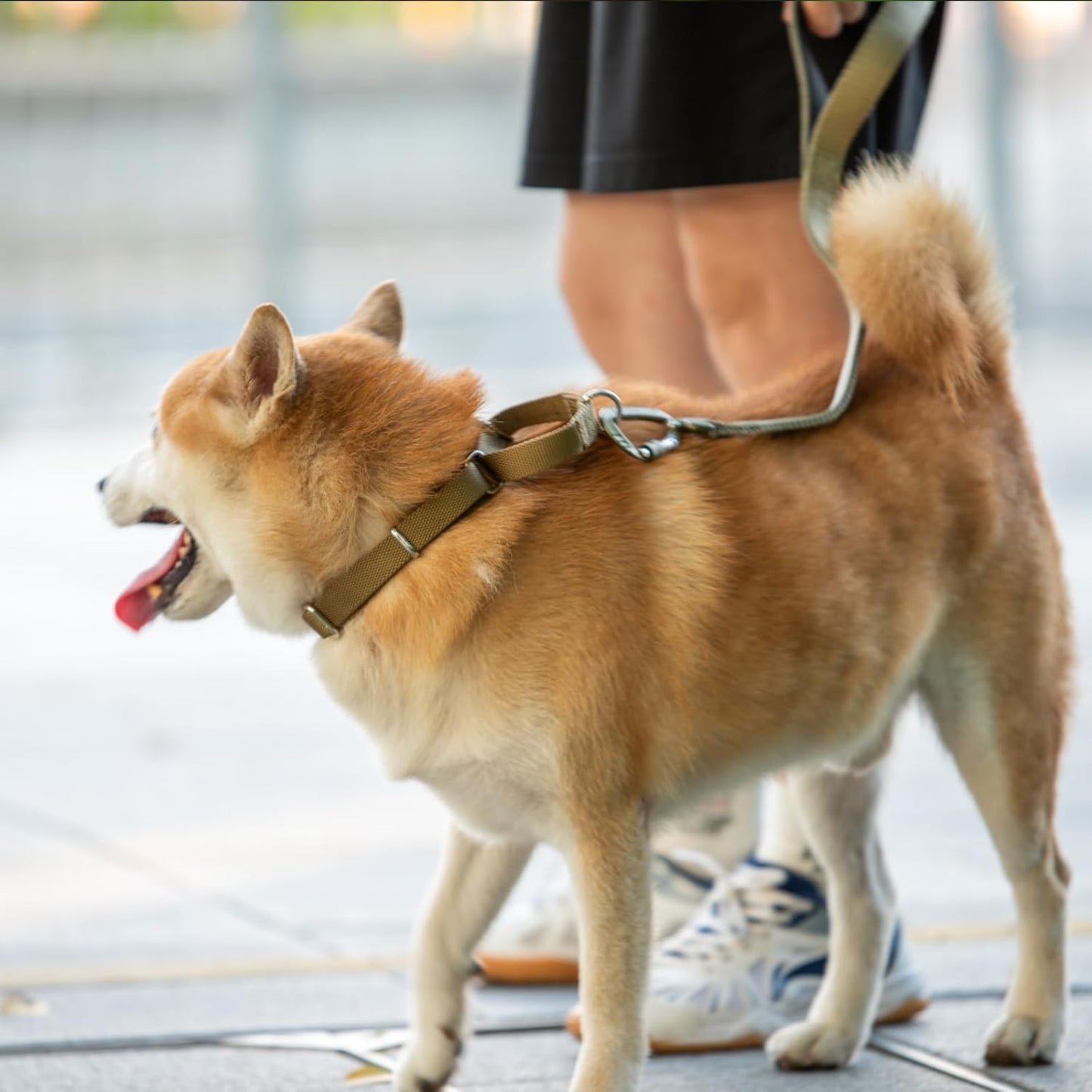 Hyhug Pets Premium Upgraded Heavy Duty Nylon Anti-Escape Martingale Collar for Boy and Girl Dogs Comfy and Safe - Professional Training, Daily Use Walking. (Army Yellow, Medium)