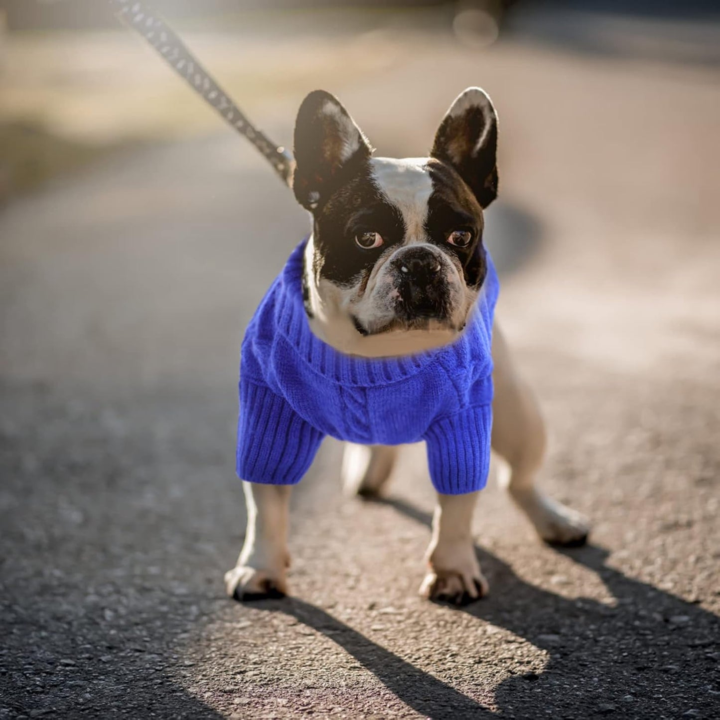 Queenmore Small Dog Pullover Sweater, Cold Weather Cable Knitwear, Classic Turtleneck Thick Warm Clothes for Chihuahua, Bulldog, Dachshund, Pug (Royal Blue, Large)