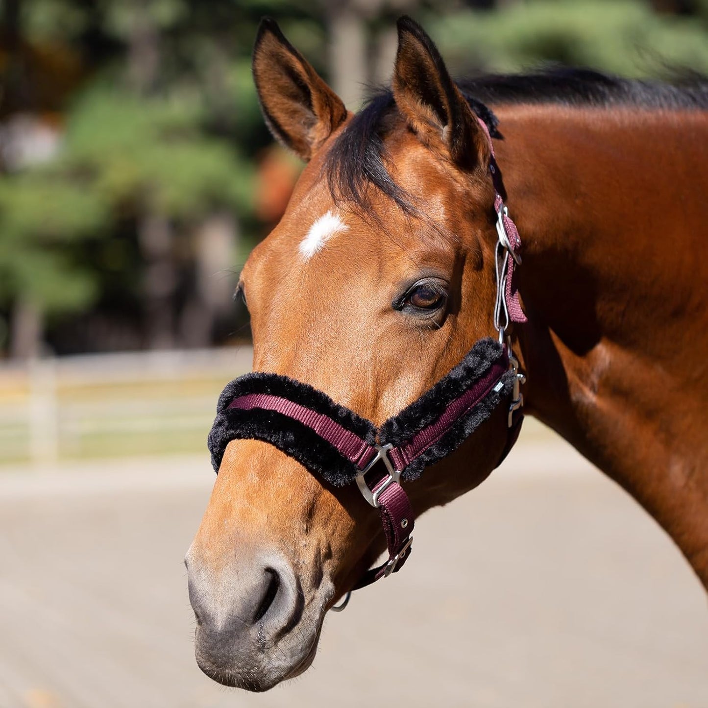 Equinavia Valkyrie Soft Ultra Fleece Padded Adjustable Breakaway Horse Halter - Wine Red/Black - Horse