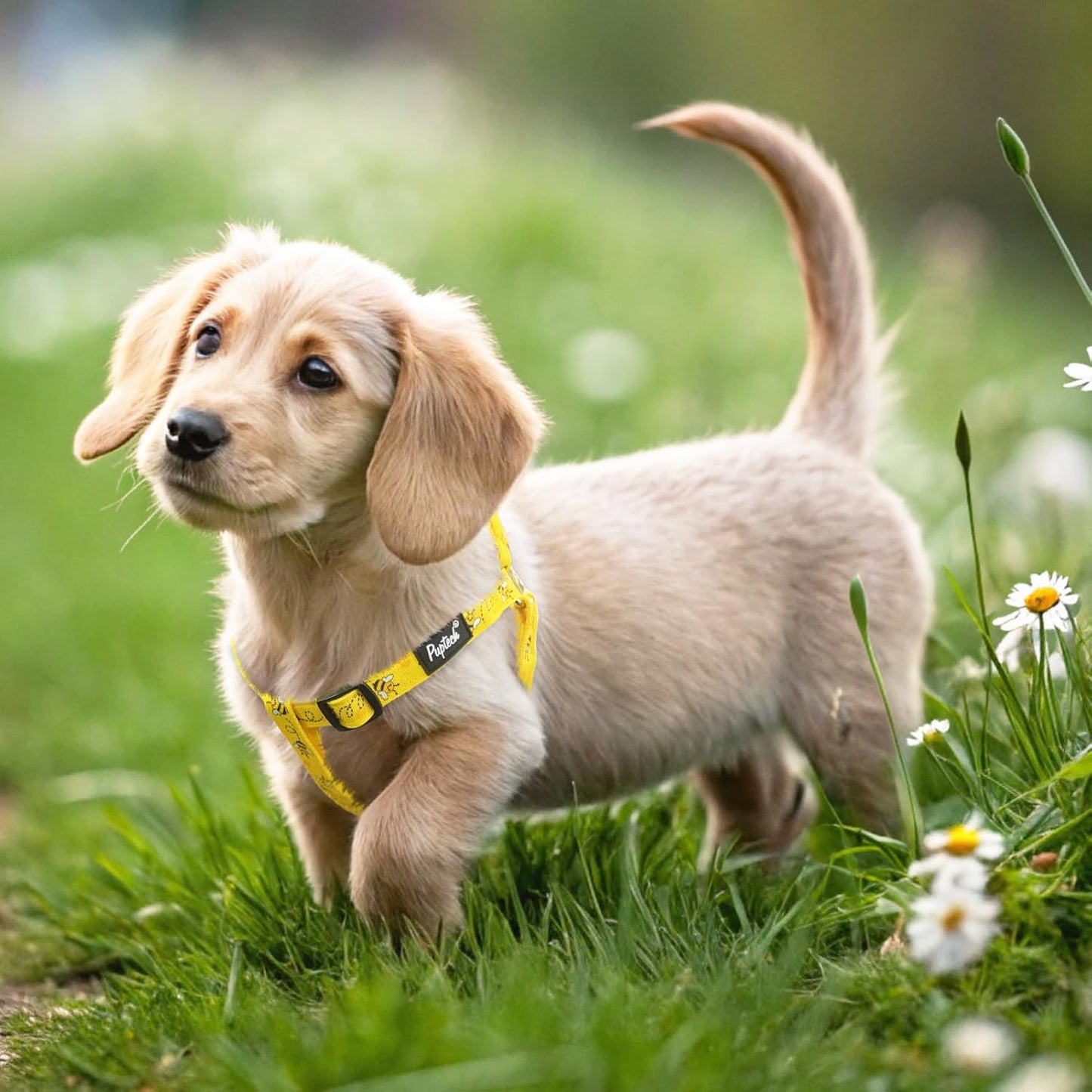 PUPTECK No Pull Dog Harness Soft Adjustable Basic Nylon Step in Puppy Vest Outdoor Walking with ID Tag, Yellow Bee, M