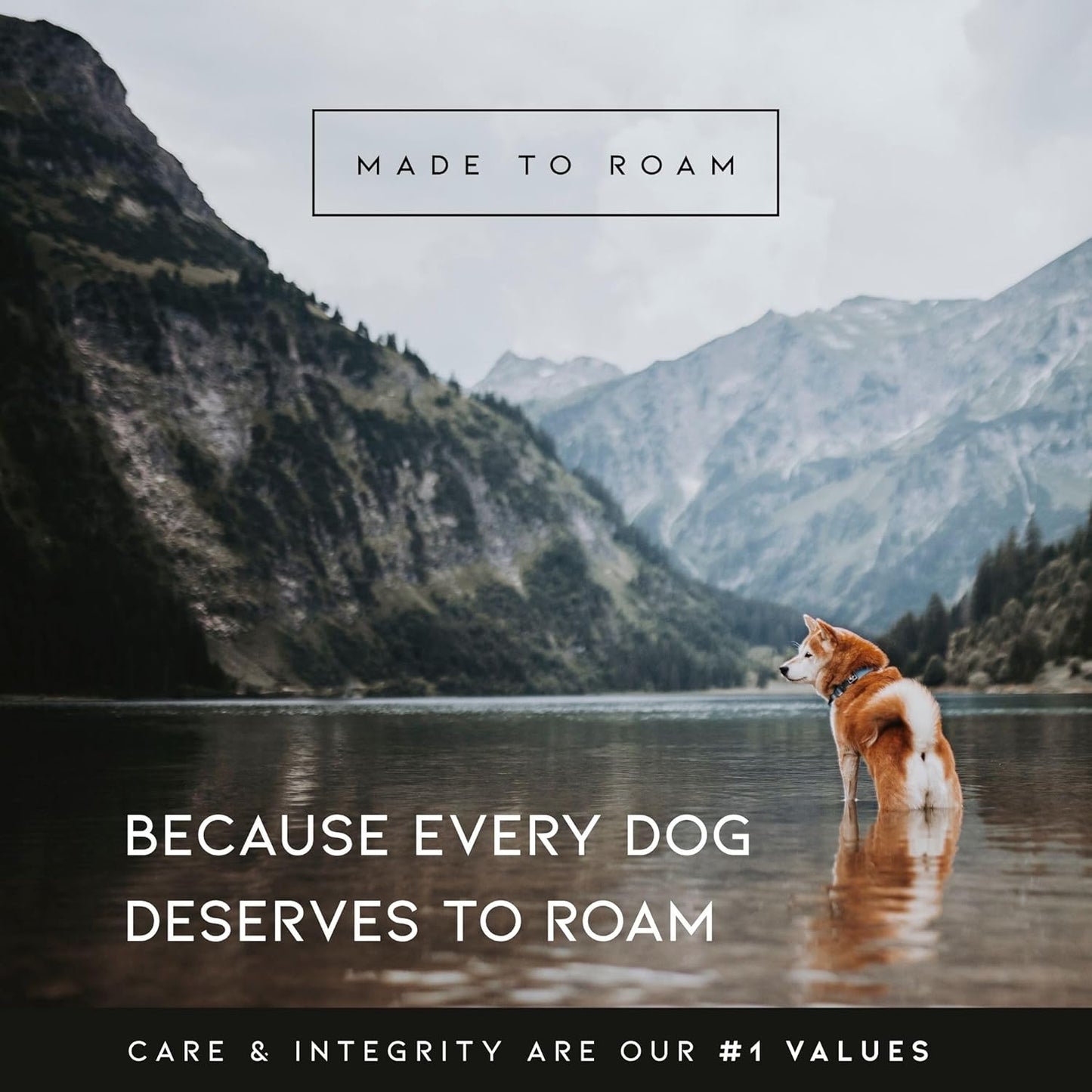 MADE TO ROAM Premium Explorer Harness - Y-Shaped Dog Harness with Adjustable Durable Nylon, Soft Padding, Metal Buckles and Leather Handle for Small, Medium, Large Dogs (Texas Flair, Size 7)