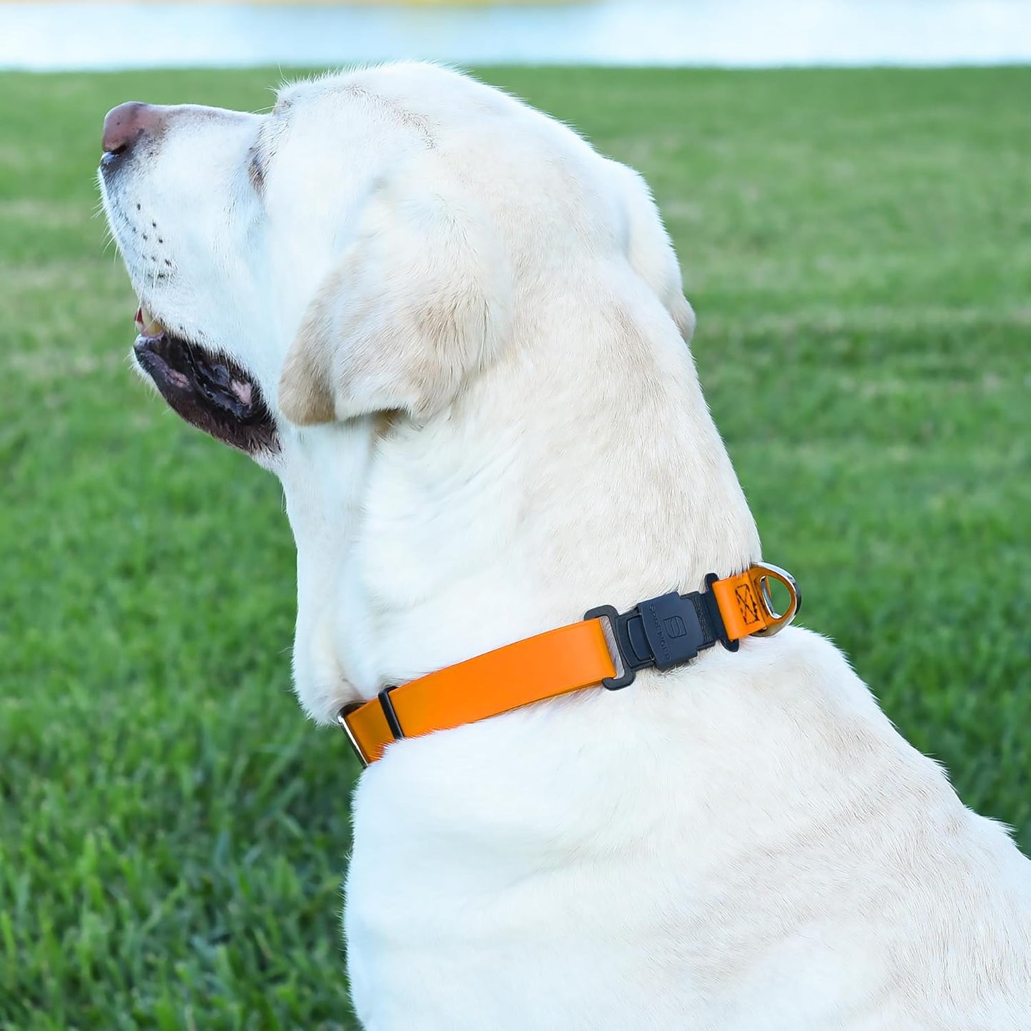 Dogline Biothane Waterproof Dog Collar with Herm Sprenger Stainless Steel Quick Release Buckle – Heavy Duty Tactical Durable Collar for Dogs – Comfortable and Safe Pet Collar, W 1" L 15-25", Tangerine