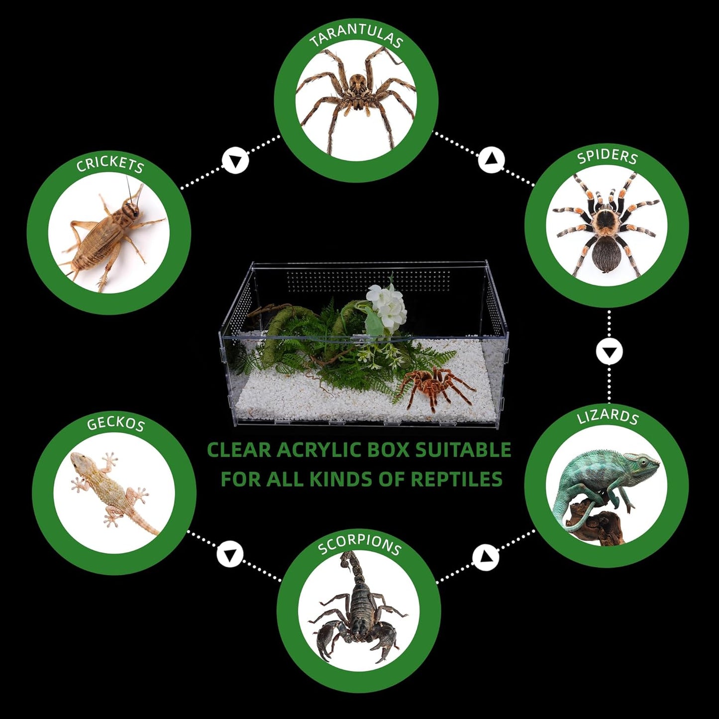 Micro Habitat Terrarium Enclosure, Jumping Spider Enclosure with Locking Latch for Small Tree Dwelling Reptiles,Tarantula, Amphibians, Spiders,Invertebrates (6x8x14 inxh)