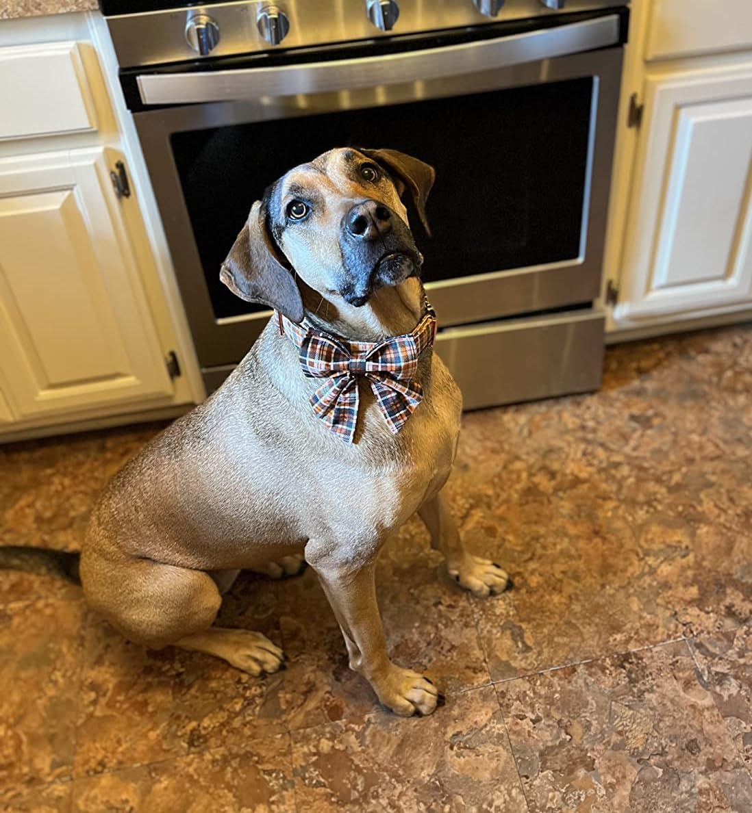 Lionet Paws Halloween Dog Collar with Bowtie - Cute Cotton Adjustable Fall Bowtie Dog Collar with Metal Buckle for Small Medium Large Dog Girl Boy Gift, XXS, Neck 7-11in