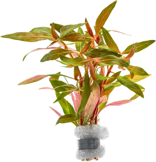 SubstrateSource Live Plants - Alternanthera reineckii ‘Mini’ - Bright Red to Pink Foreground Stem Plant for High Light, CO₂ Aquascaping, Compact Growth Red, Pink, Purple Accent - Lead Bunch