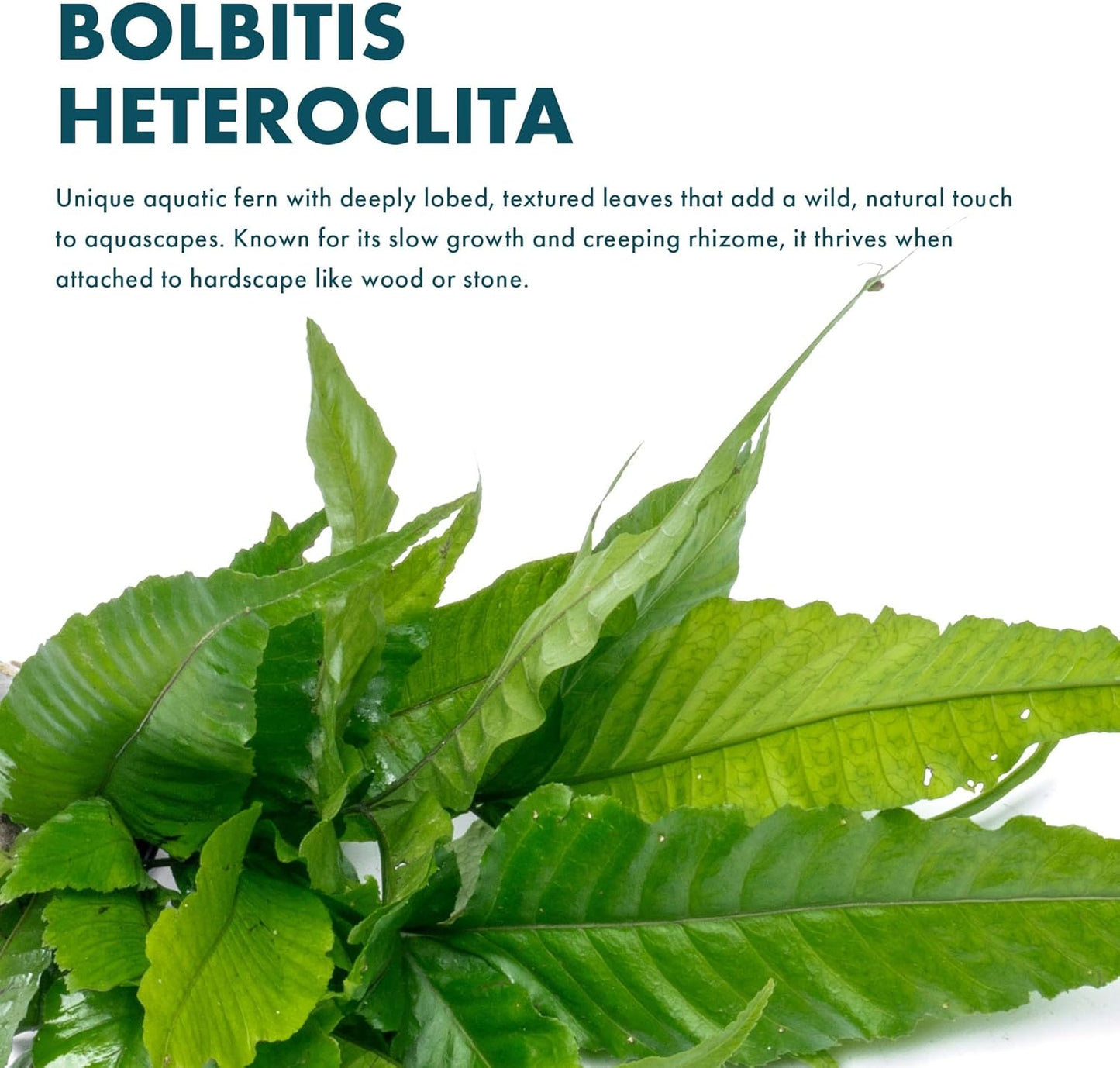 SubstrateSource Live Plants - El Niño Fern (Bolbitis heteroclita) - Midground to Background Epiphytic Rhizome for Low to Medium Light Aquascapes - Dark Green, Slow-Growing Accent - Pot