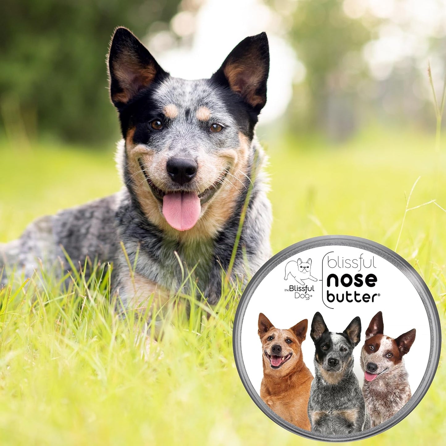 The Blissful Dog Australian Cattle Dog Unscented Nose Butter - Dog Nose Butter, 8 Ounce