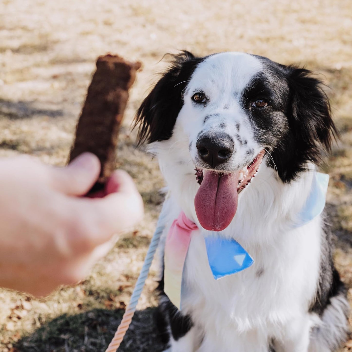 Bundle x Joy Leash & Load Dog Treats Beef Jerky Snack Bars, 16 oz Bag, Puppy Training Treats, Natural Superfood Grain Free Treat Made with Real Beef, Superfoods, Corn, Poultry & Soy Free