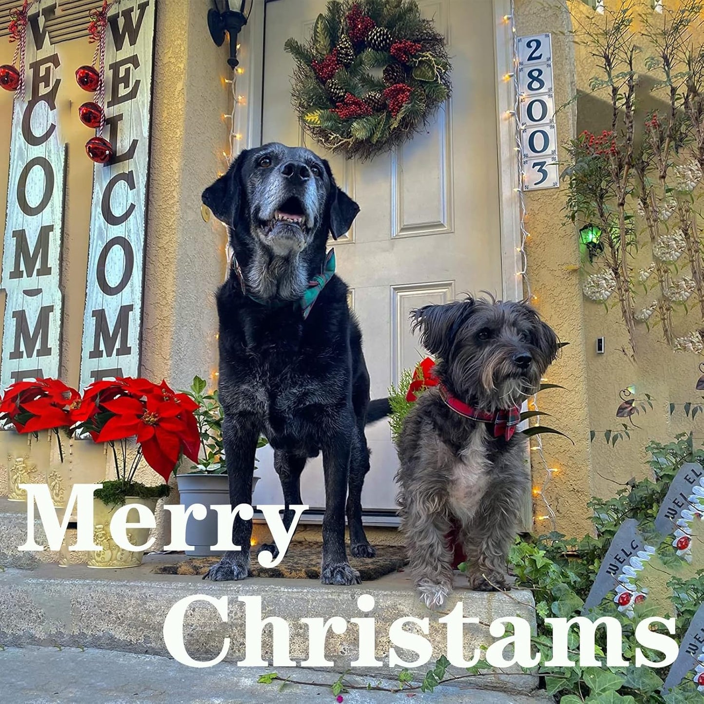 Unique style paws Dog Collar with Flower Tie Christmas Dog Collar for Small Medium Large Dogs with Adjustable Metal Buckle -L