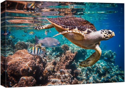 wall26 Canvas Print Wall Art Tropical Turtle Coral Reef Deep Sea Dive Nature Animals Photography Realism Rustic Scenic Landscape Wilderness Earth Colorful for Living Room, Bedroom, Office - 32"x48"