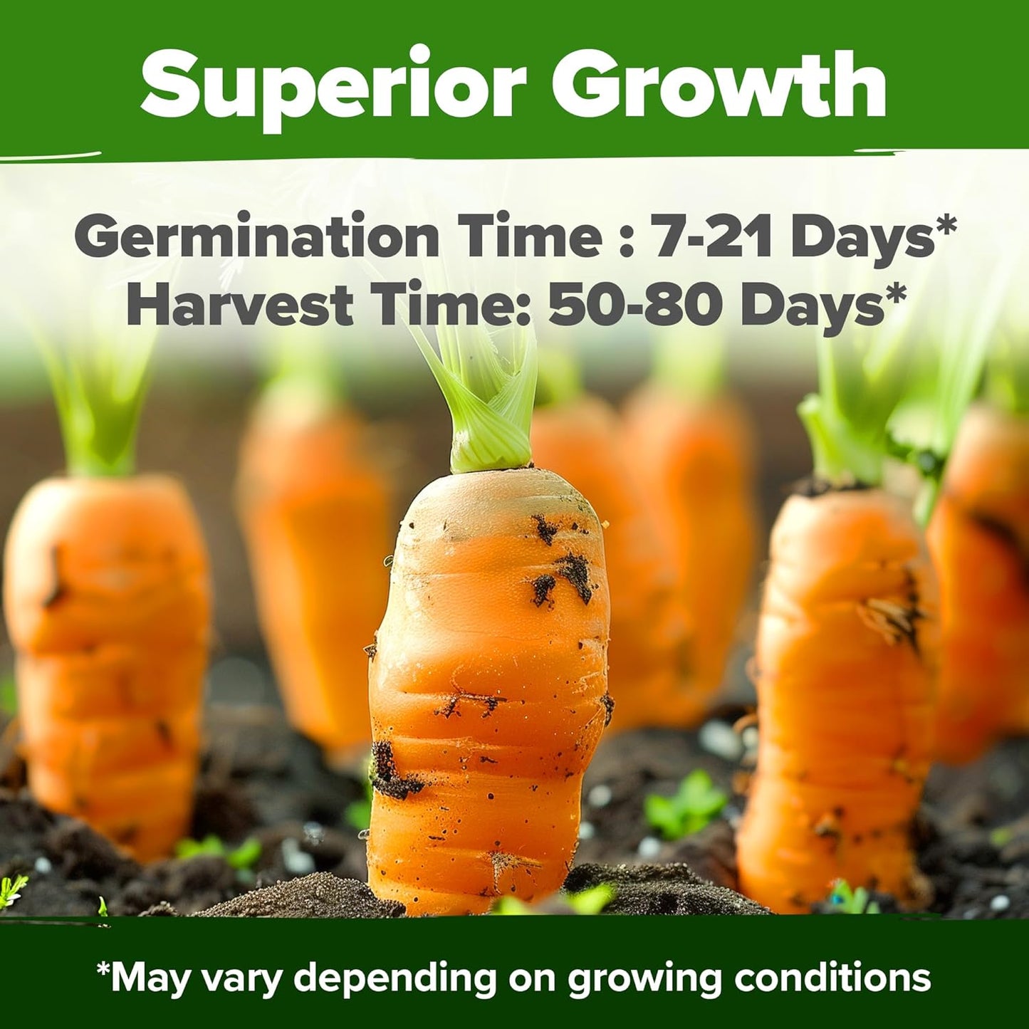 HOME GROWN 𝗨𝗦𝗔 𝗣𝗥𝗘𝗠𝗜𝗨𝗠 Rainbow Carrot Seeds – 2500+ Heirloom Seeds (10 Varieties) – High Germination, 𝗡𝗢𝗡-𝗚𝗠𝗢 Vegetable Seeds for Planting Indoors or Outdoor Home Garden