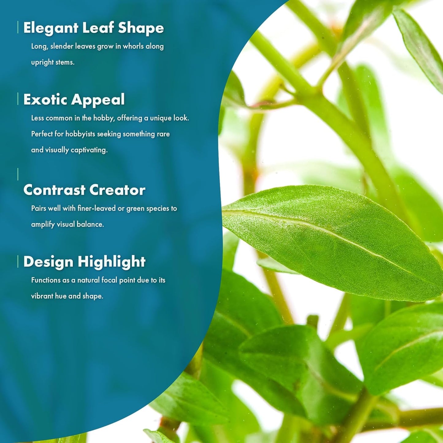 SubstrateSource Live Plants - Ammannia Sulawesi - Orange to Pink Stem Plant for High Light Freshwater Aquarium Aquascapes, Midground to Background, Orange, Pink, Green Accent - Lead Bunch