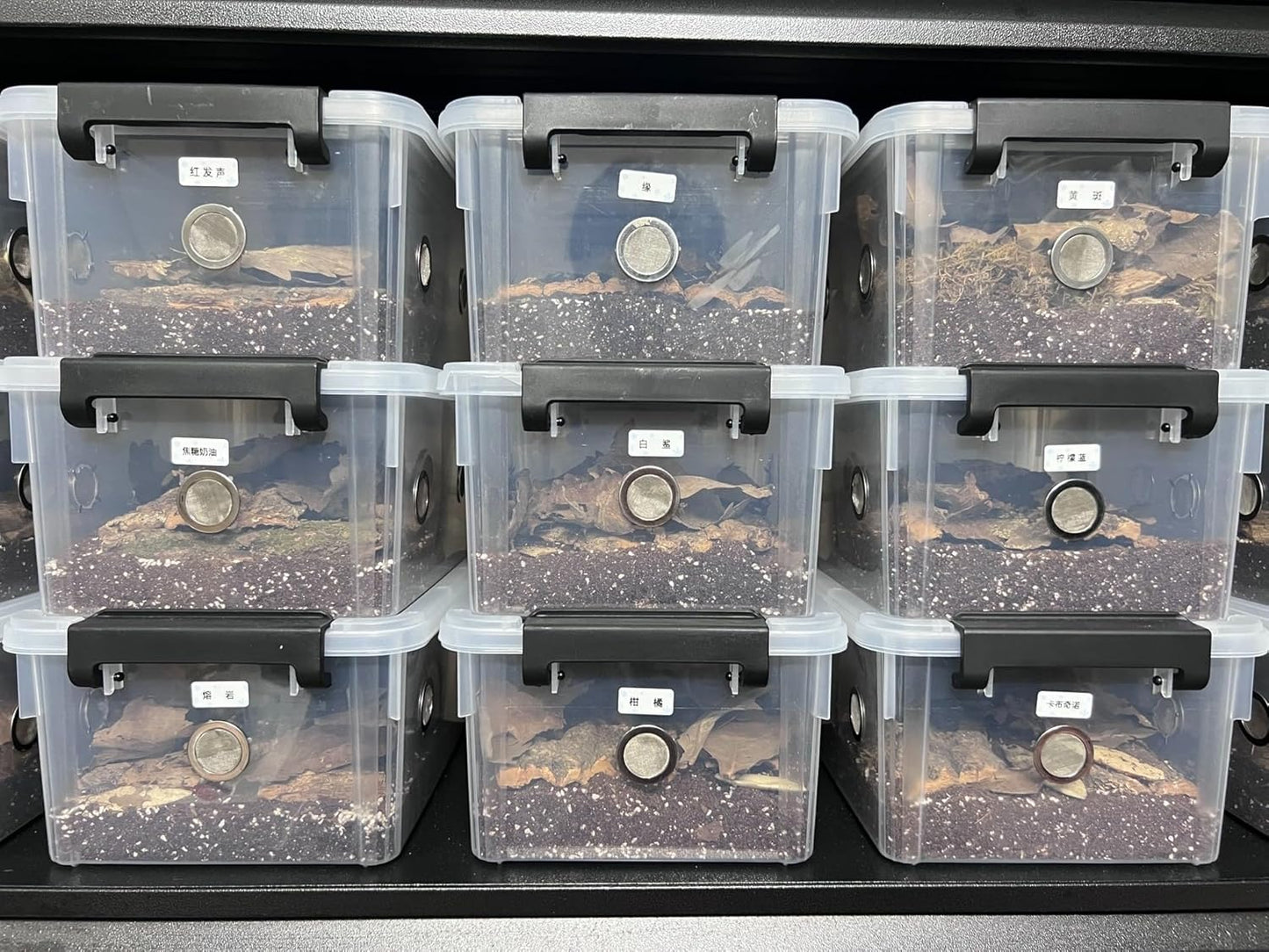 2pcs Large Reptile Feeding Box Snake Breeding Box Plastic Reptile Tank for Sling,Geckos,Frog,Lizards,Chameleons,Turtles, Serpents Scorpion Snail Insect Hermit Crab Spider