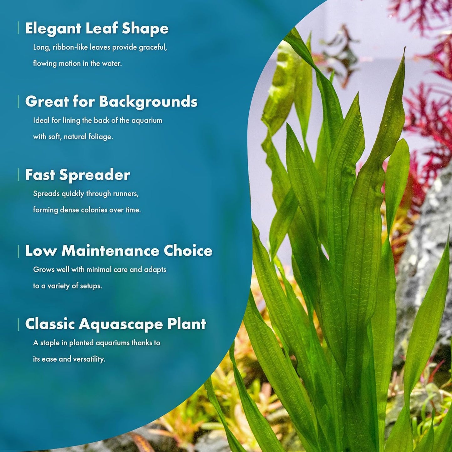 SubstrateSource Live Plant - Tall Grass, Vallisneria Americana - Easy Care, Moderate to High Light, Bright Green Accent, Freshwater Aquatic Plant for Aquascaping - Lead Bunch