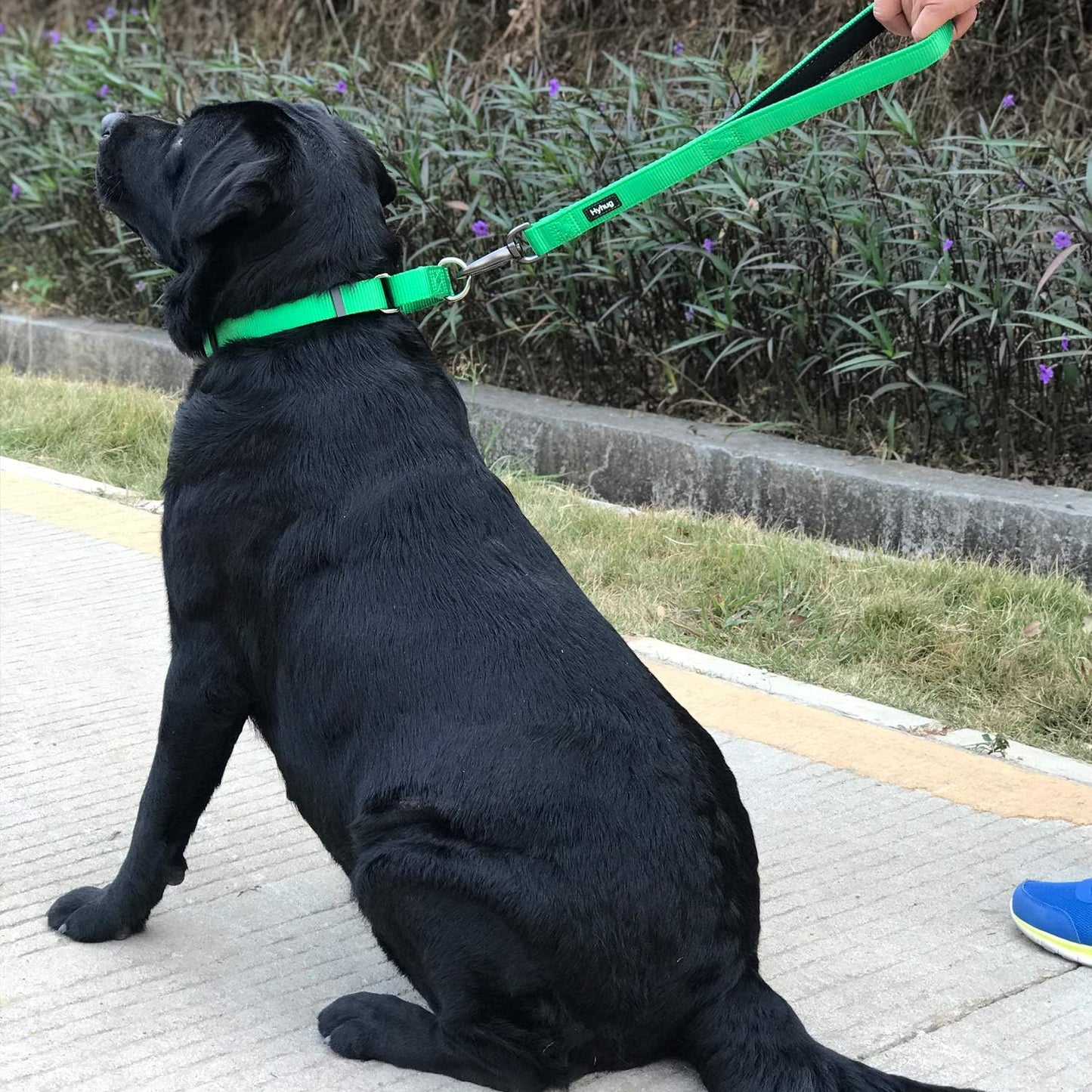 Hyhug Martingale Dog Collar Without Buckle: Anti Escape, No Slip Heavy Duty Nylon, Colorfast Adjustable Pet Supplies for Medium Breeds(Medium, Lime Green)