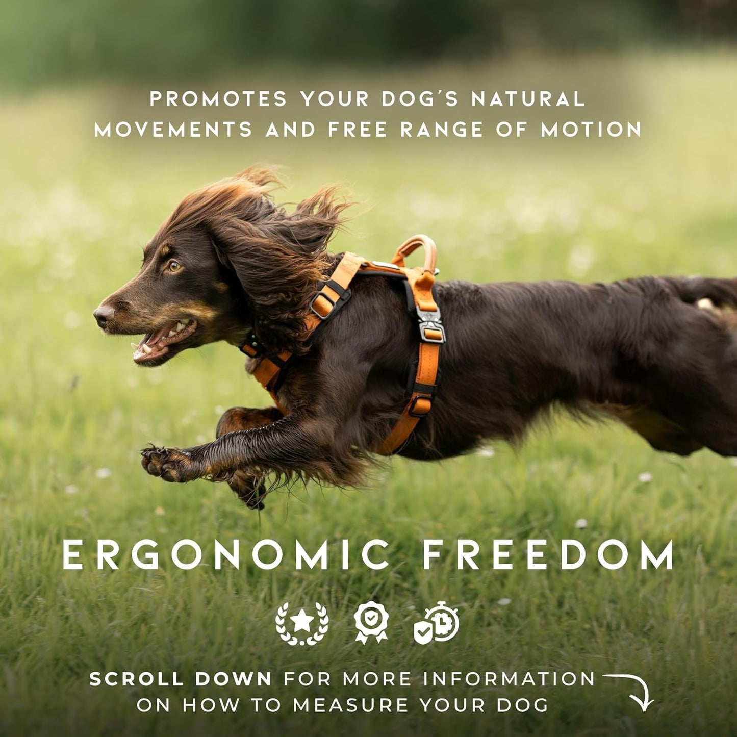 MADE TO ROAM Premium Explorer Harness - Y-Shaped Dog Harness with Adjustable Durable Nylon, Soft Padding, Metal Buckles and Leather Handle for Small, Medium, Large Dogs (California Horizon, Size 5)