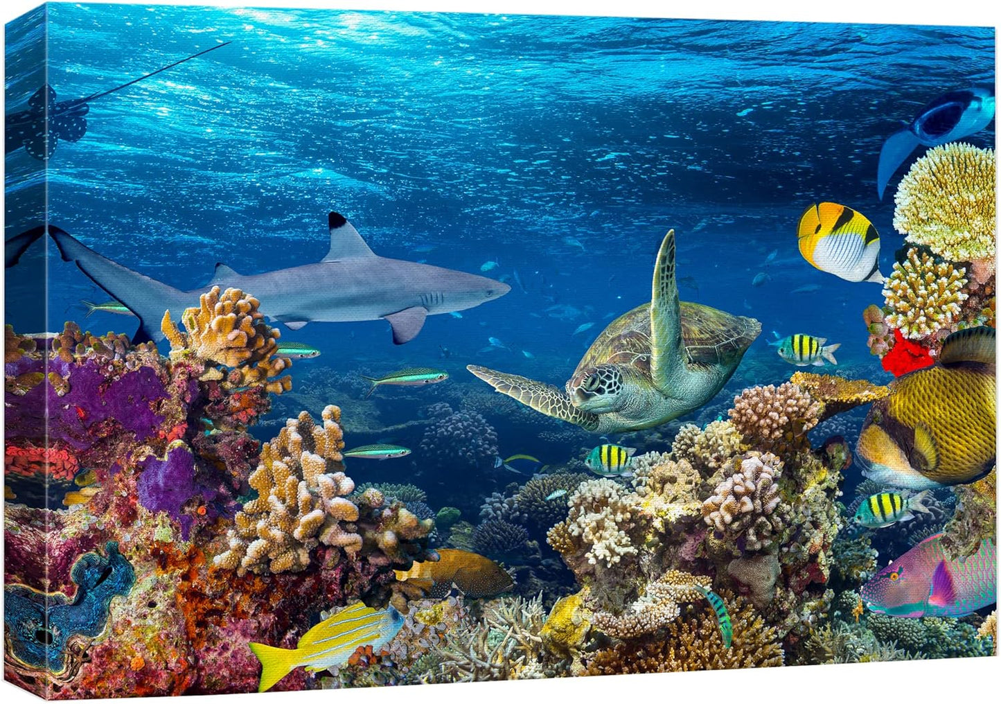 wall26 Canvas Print Wall Art Tropical Island Underwater Turtle Shark Nature Animals Photography Realism Rustic Scenic Landscape Wilderness Earth Colorful for Living Room, Bedroom, Office - 12"x18"