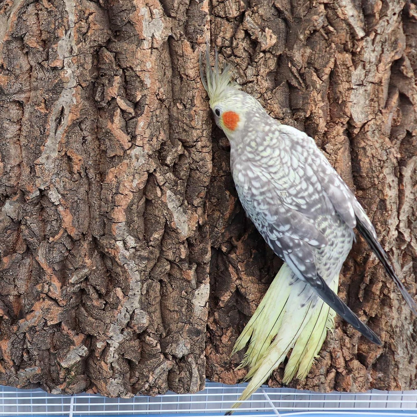 4 Pack Natural Cork Bark Bird Perch Stand, 15.7 × 11.8 inch Parrot Chewing Toys, Birdcage Background Decor Accessories, Bark Toy for Budgie Parakeet Cockatiel Lovebirds Conures Hamster Guinea Pig Rat